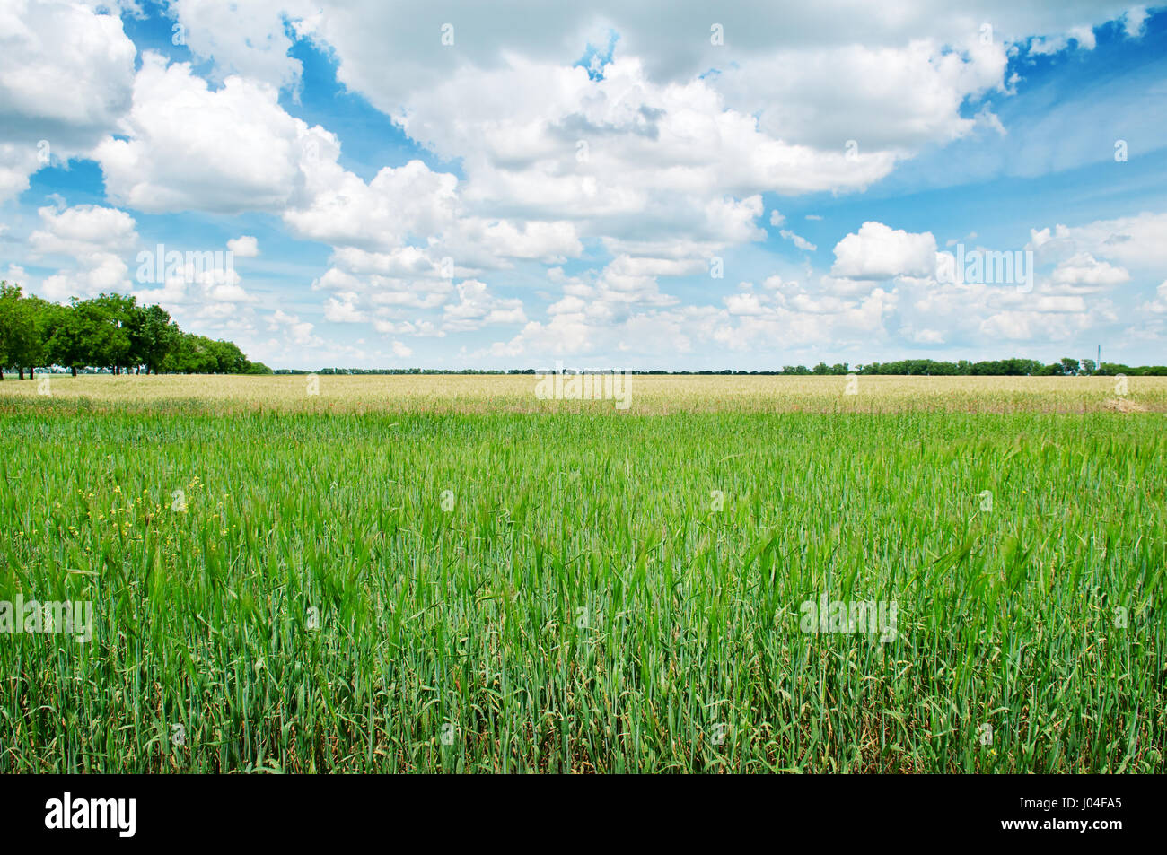 beautiful wheat field and blue cloudy sky Stock Photo - Alamy