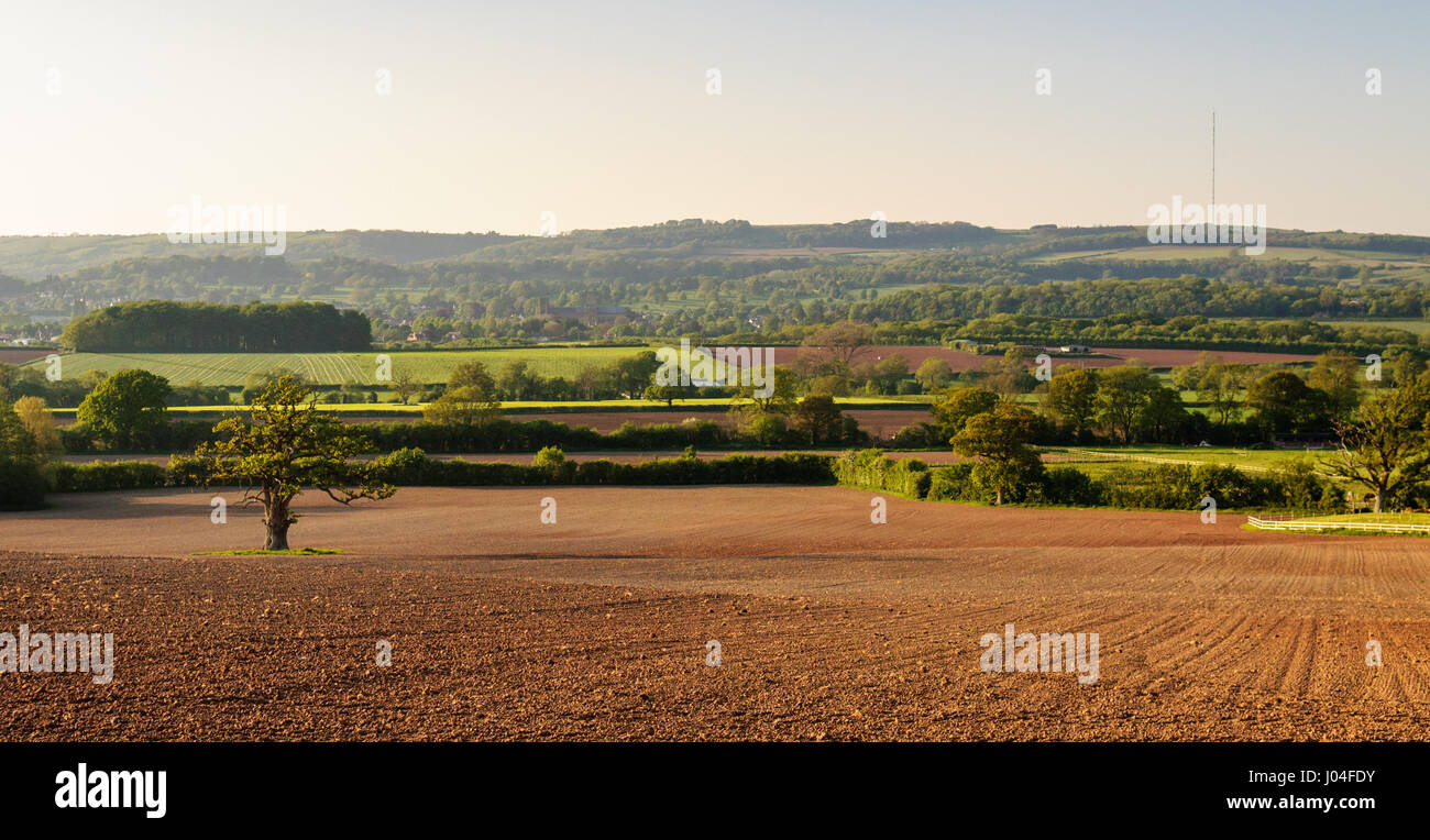 Summer sun shines on a patchwork of pastures, ploughed fields and woodland in the rolling landscape of the Mendip Hills in Somerset, with the Mendip t Stock Photo