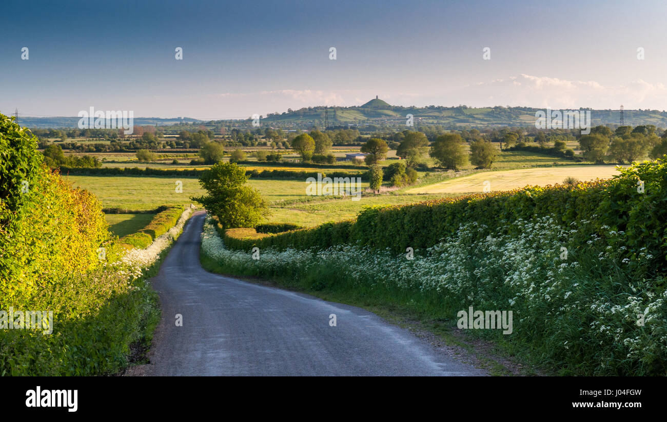 A lane lined with spring verge flowers leads down to the Somerset Levels, with Glastonbury Tor beyond. Stock Photo