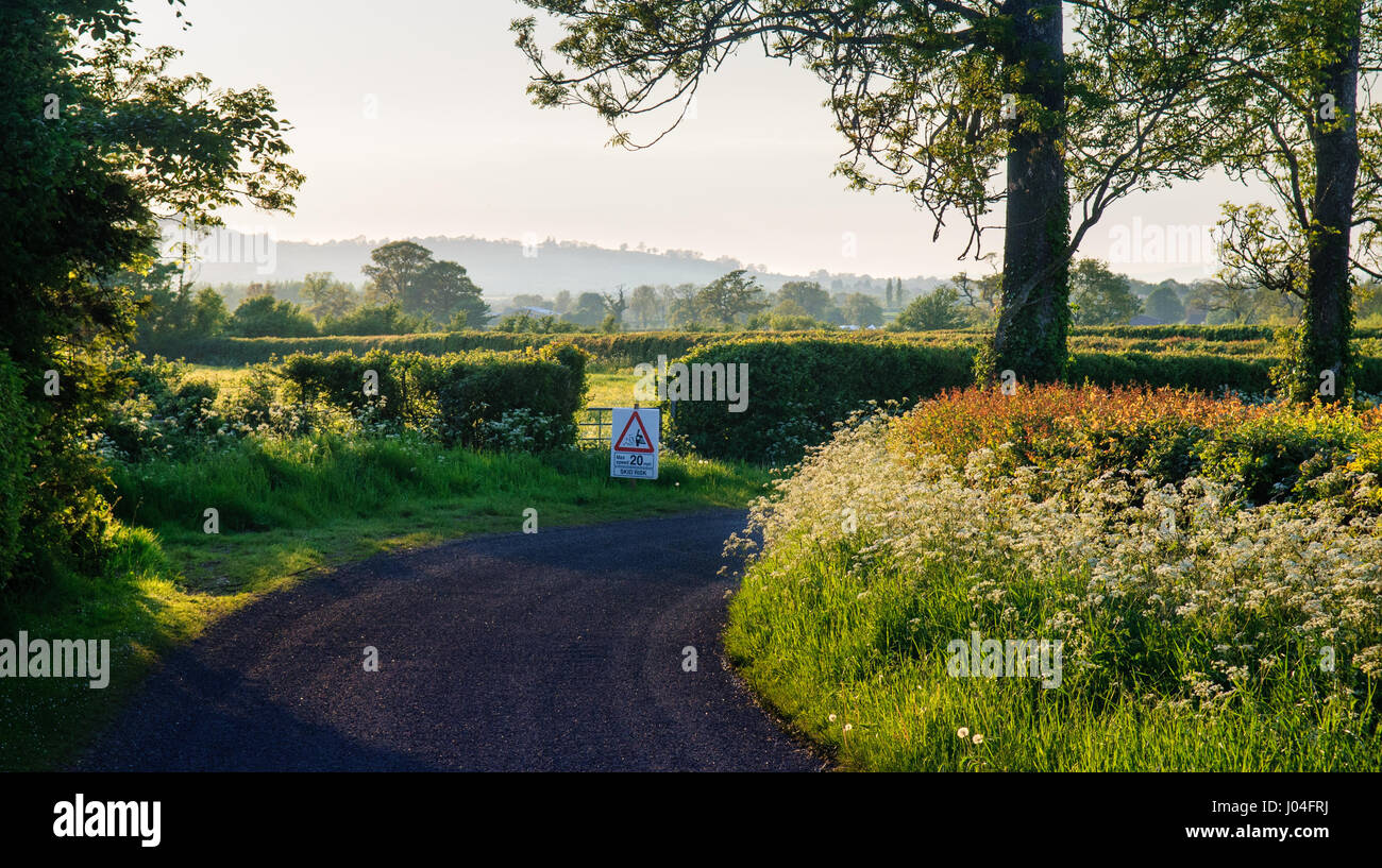 Overgrown verges and hedgerows on a single track country lane during summer in England's Somerset Levels. Stock Photo