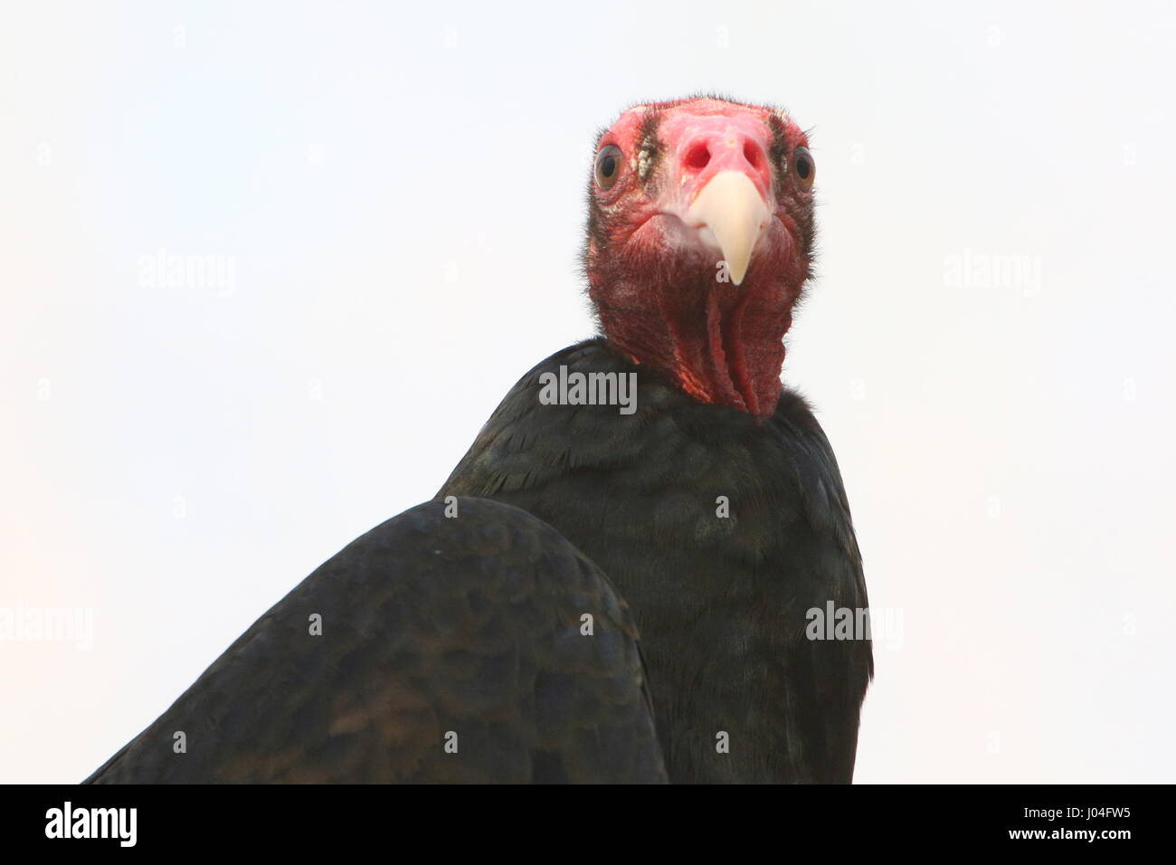 New World Turkey vulture or Turkey buzzard (Cathartes aura Stock Photo