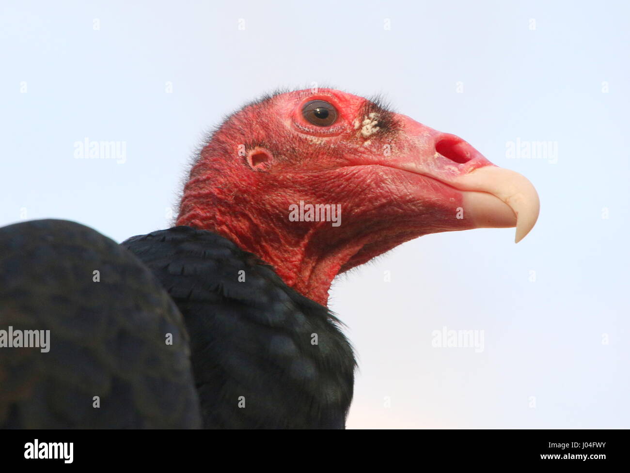 New World Turkey vulture or Turkey buzzard (Cathartes aura Stock Photo