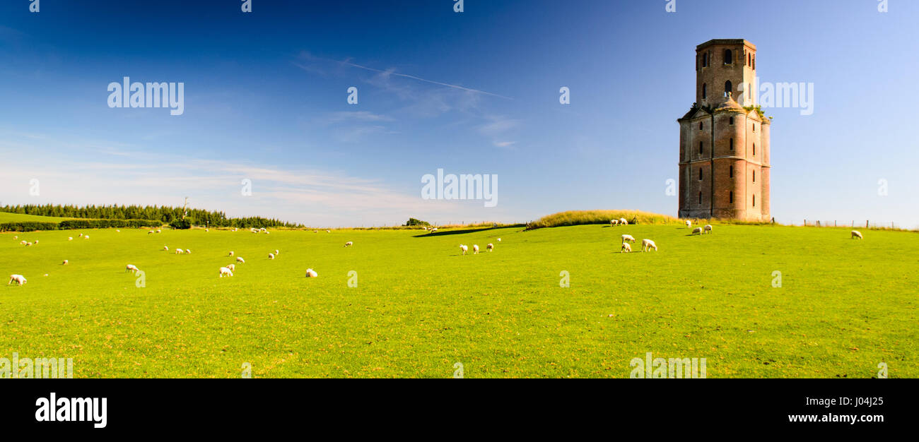 Sheep graze below the Horton Tower, a folly in the hills of England's Dorset Downs. Stock Photo