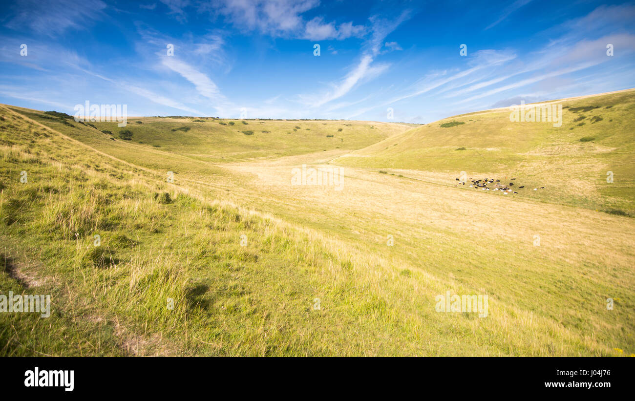 Cattle pastures in the hidden folds of the Purbeck Hills beside England's Jurassic Coast in south Dorset. Stock Photo