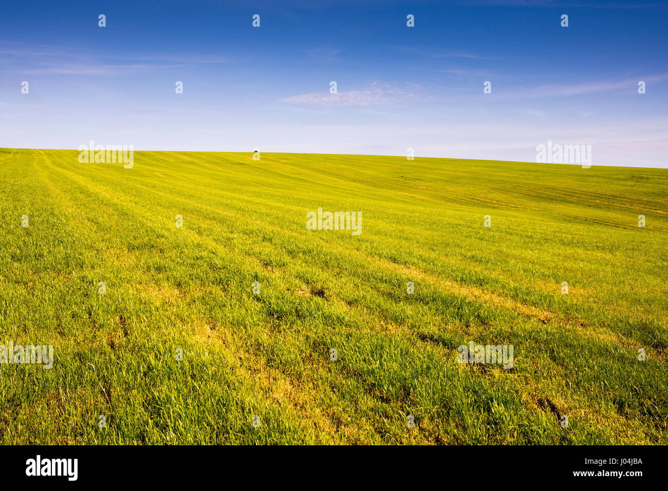Grassland used for hay and pasture dominates the landscape of the Purbeck Hills in south Dorset, England. Stock Photo