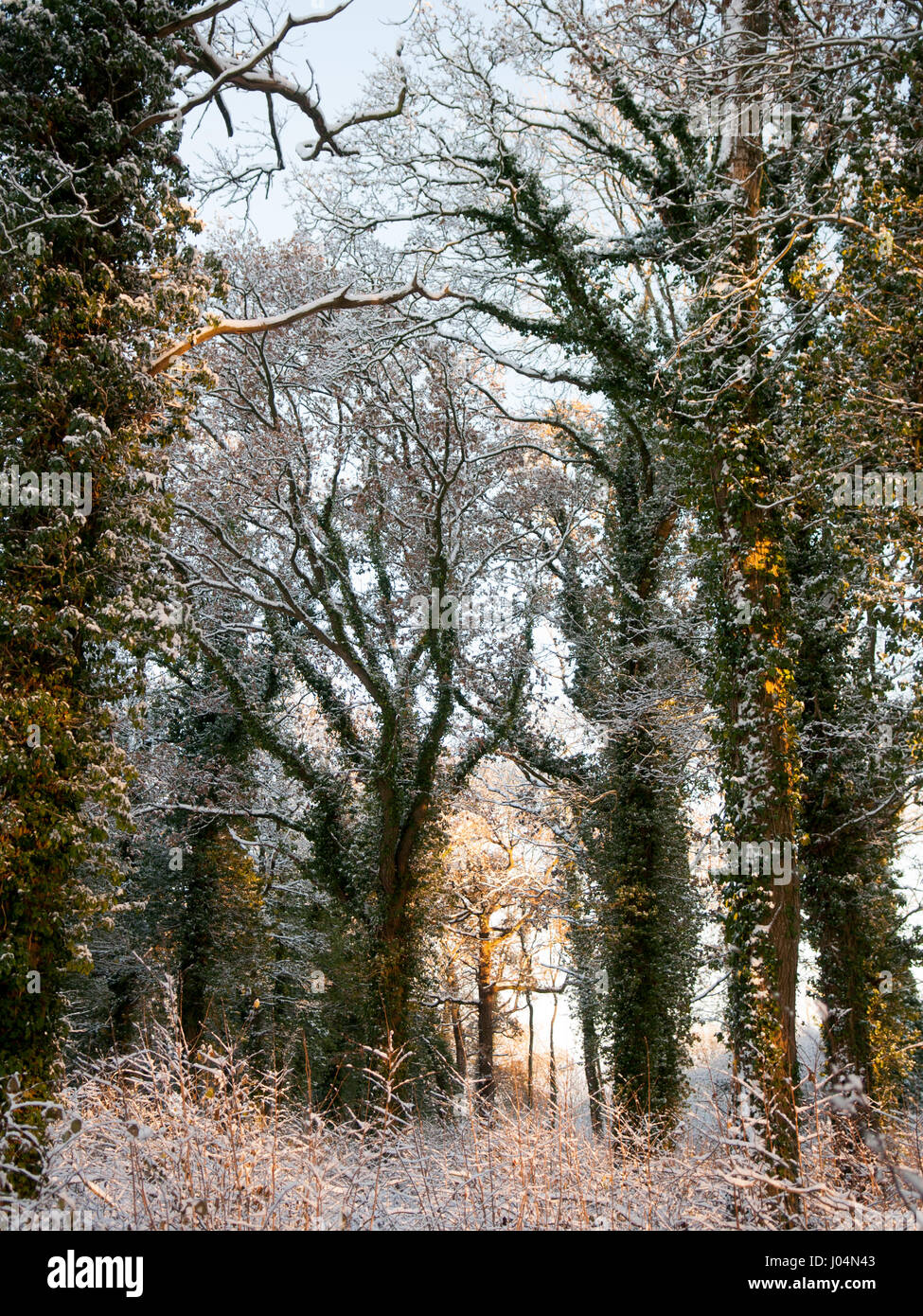 Winter snow dusts trees in a traditional English woodland copse in the ...