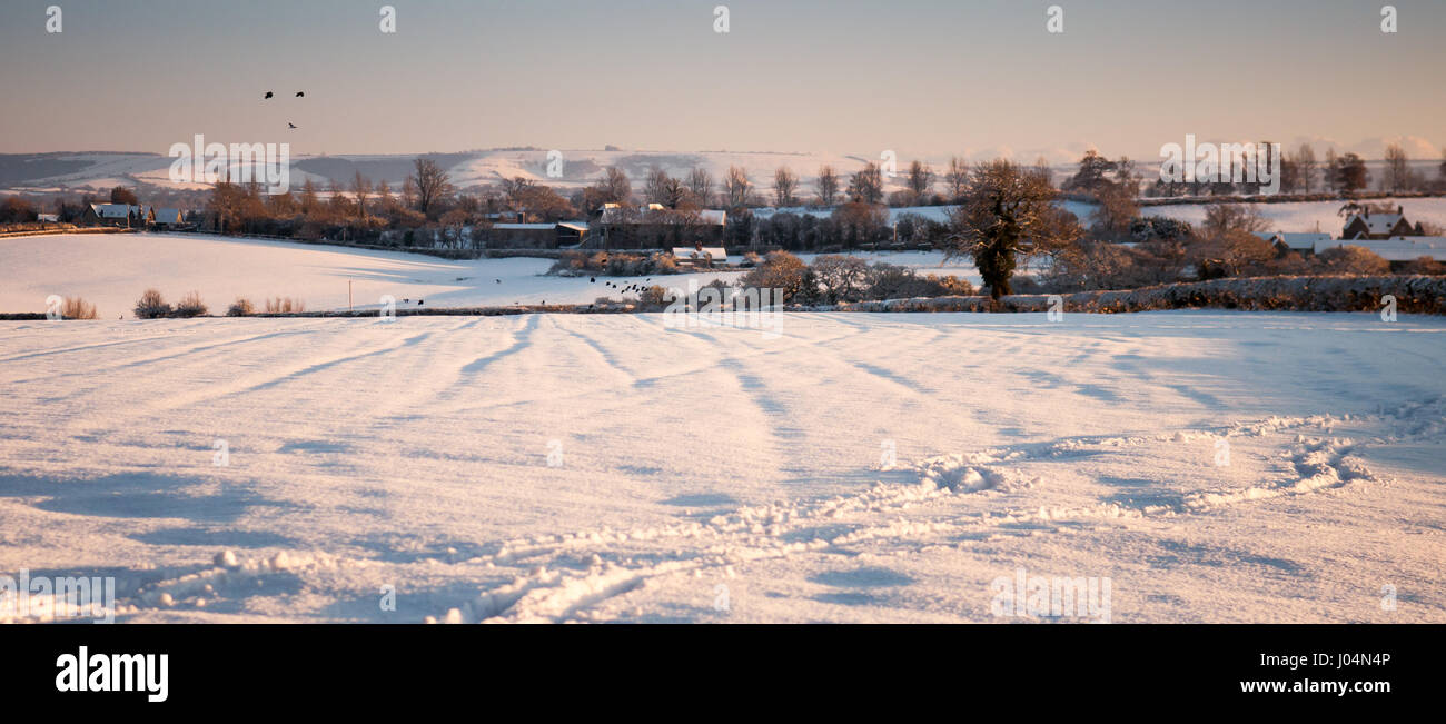 Birds fly over farmland fields and hedgerows covered in thick winter snow in the rolling landscape of Dorset's rural Blackmore Vale dairy farming dist Stock Photo