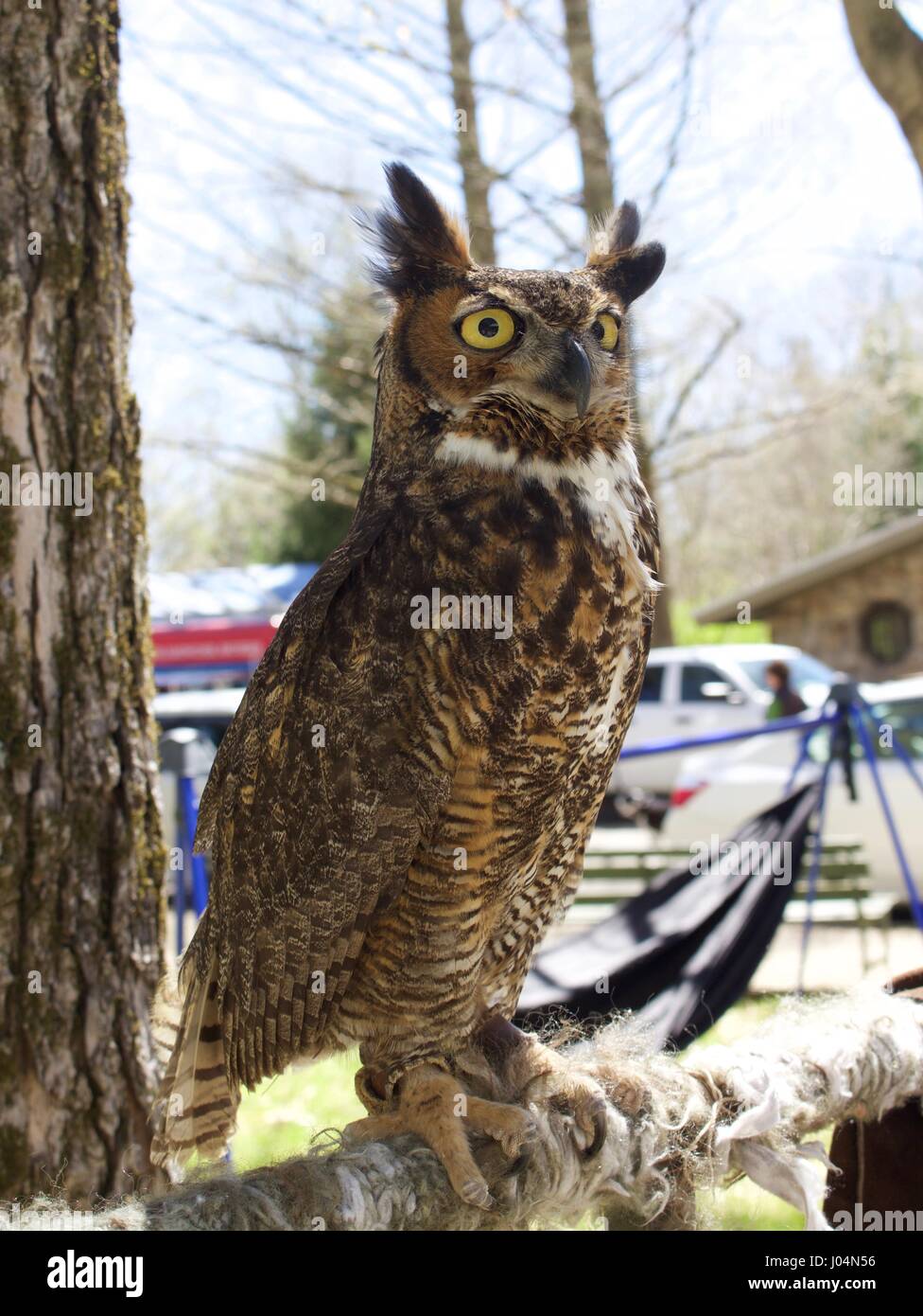 Great Horned Owl Face Stock Photo