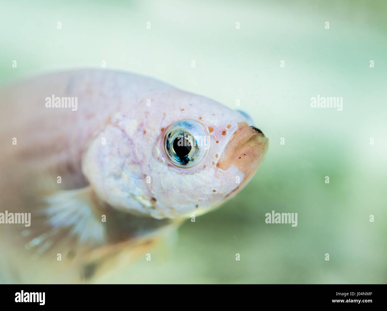 Betta Splendens White Dragon Male Fish Close-up Stock Photo