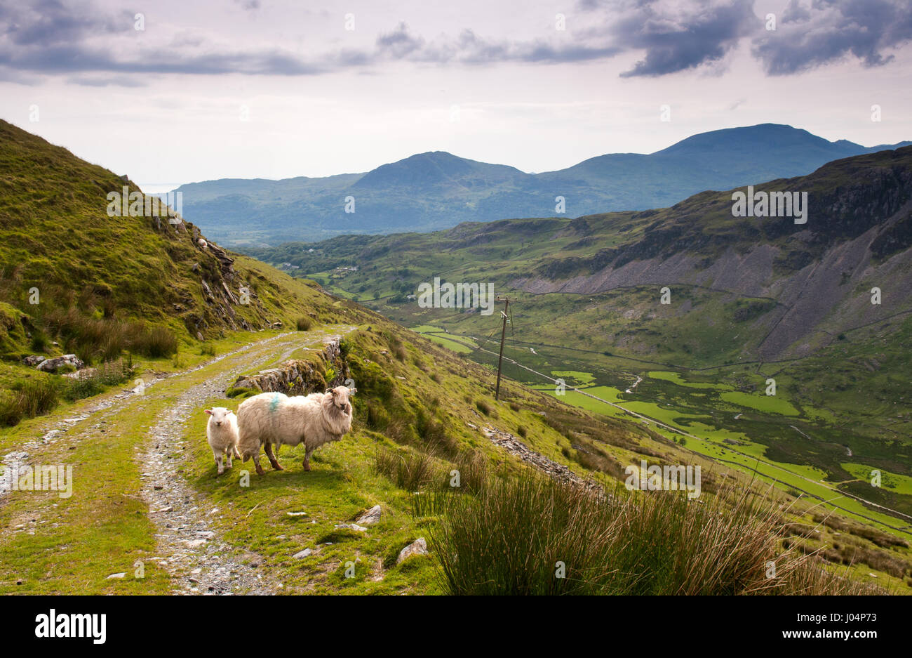 Sheep on the incline track that leads to Croesor Quarry on the side of Moelwyn Mawr mountain in Snowdonia National Park. Stock Photo