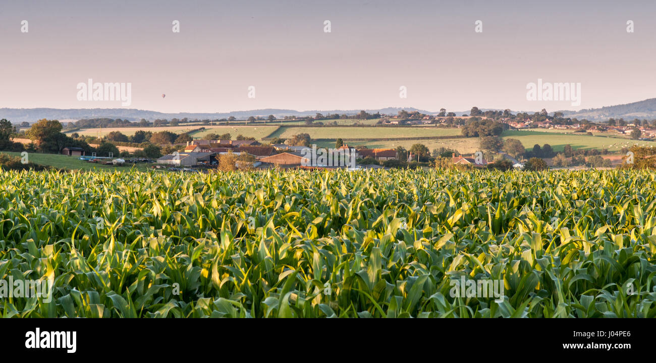 A hot air balloon floats over fields of maize crops and dairy pastures on the gentle rolling hills of the Blackmore Vale in North Dorset, England. Stock Photo