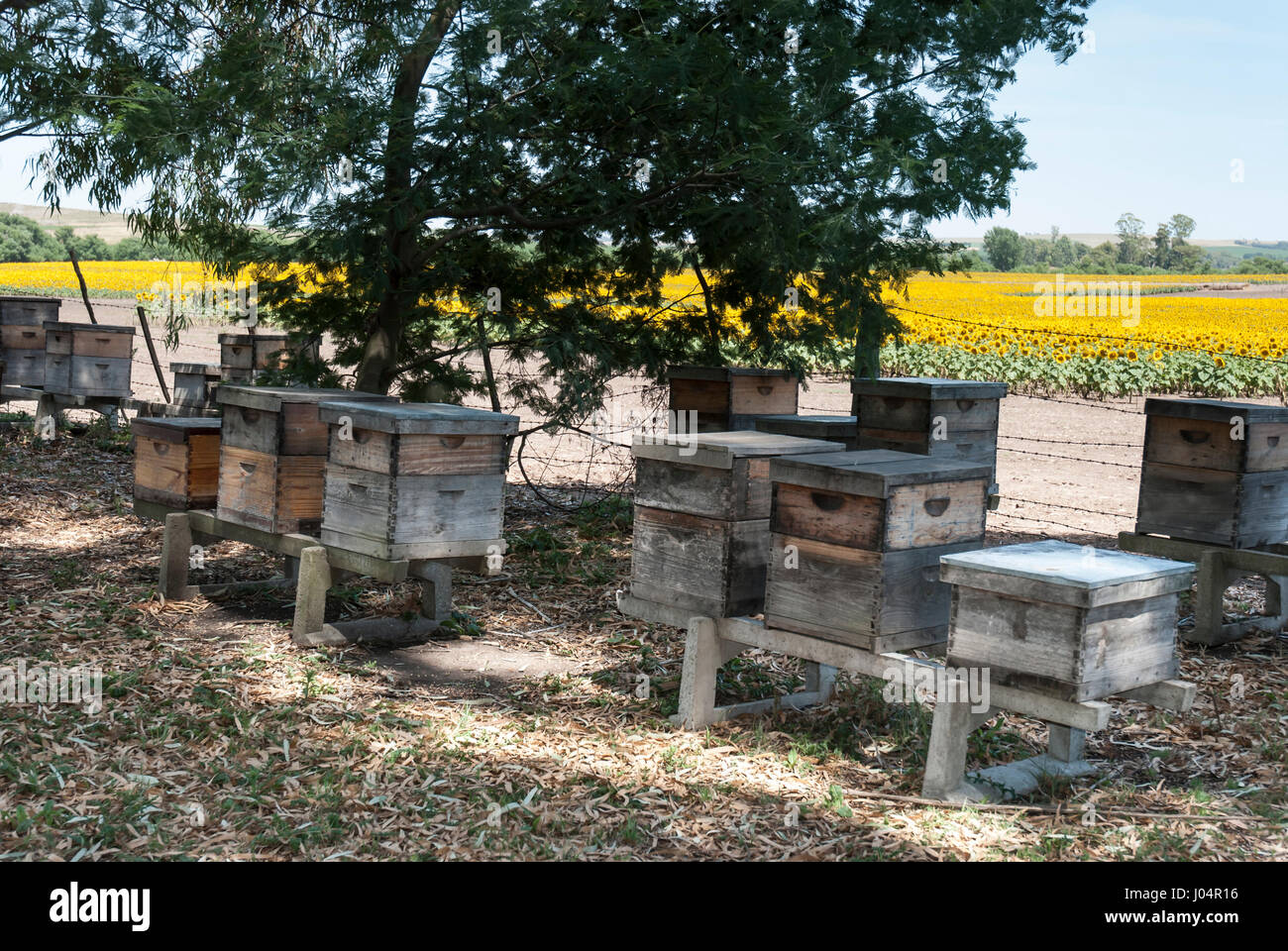 Wooden beehive boxes near a field Stock Photo Alamy