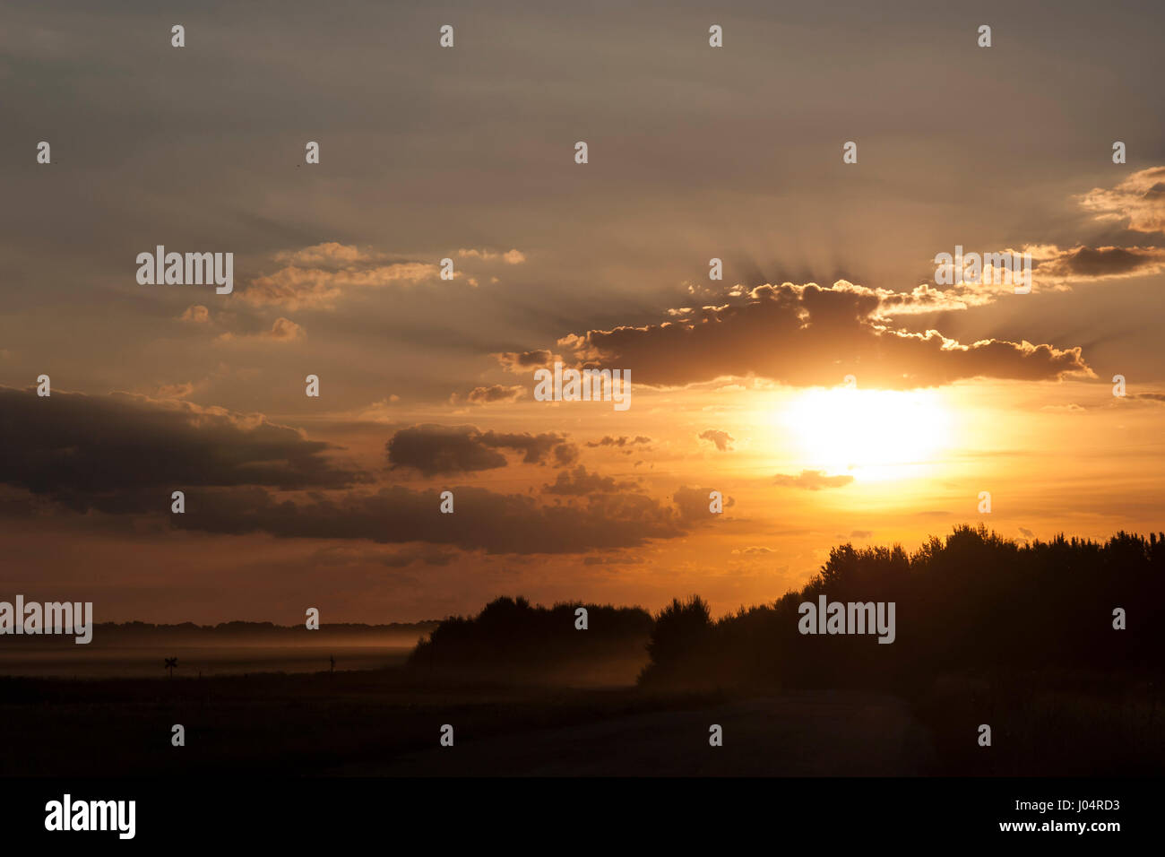 Silhouette of trees at sunset Stock Photo - Alamy
