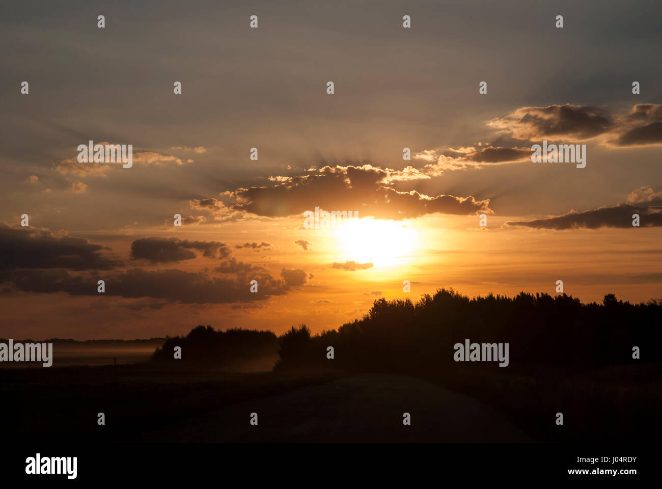 Silhouette of trees at sunset Stock Photo - Alamy