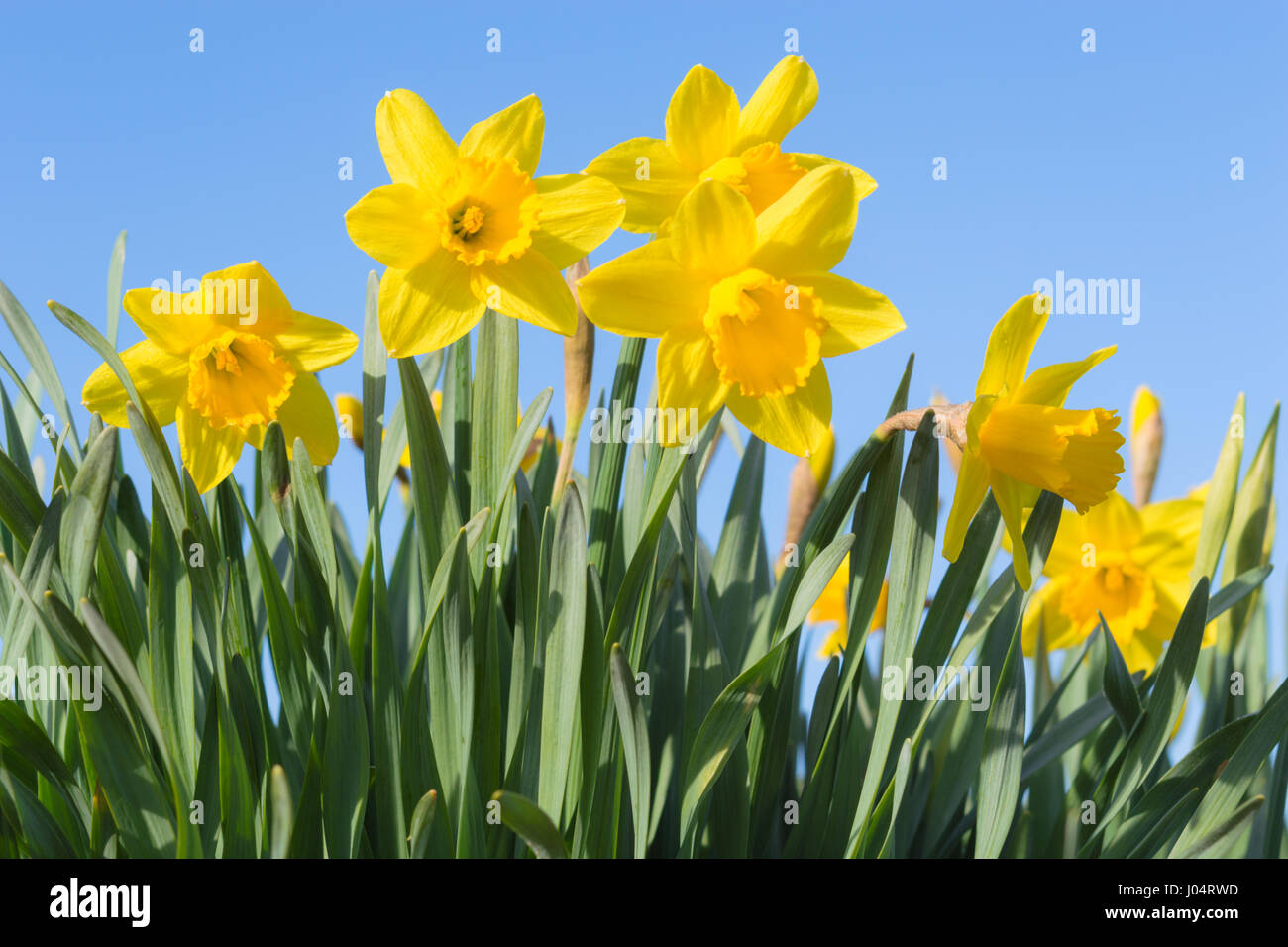Sunny spring glade with bottom view of beautiful yellow Narcissus flowers against clear blue sky Stock Photo