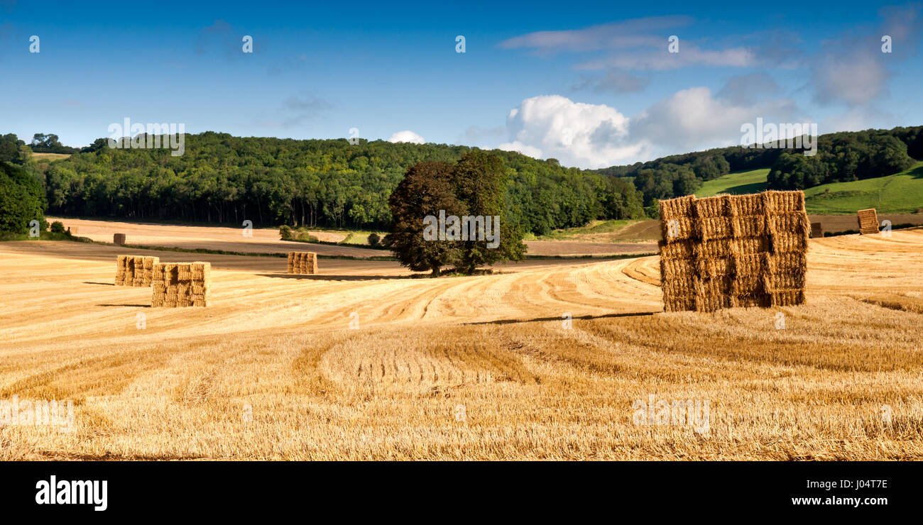 A field of hay bales near Milton Abbas in the rolling landscape of England's Dorset Downs. Stock Photo