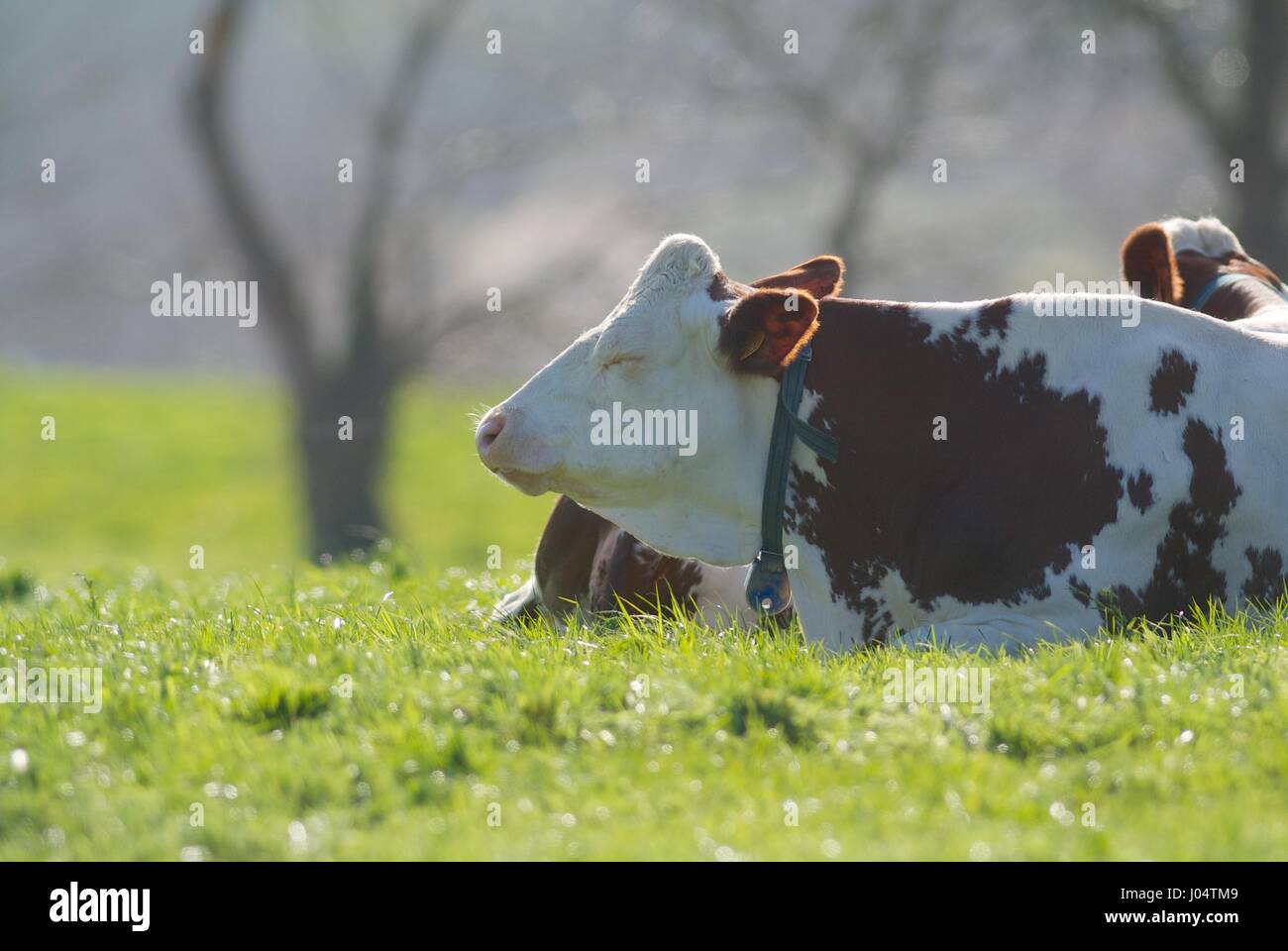 Sleepy cow in a field Stock Photo