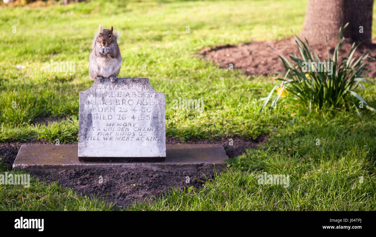 Squirrel in grave yard hi-res stock photography and images - Alamy