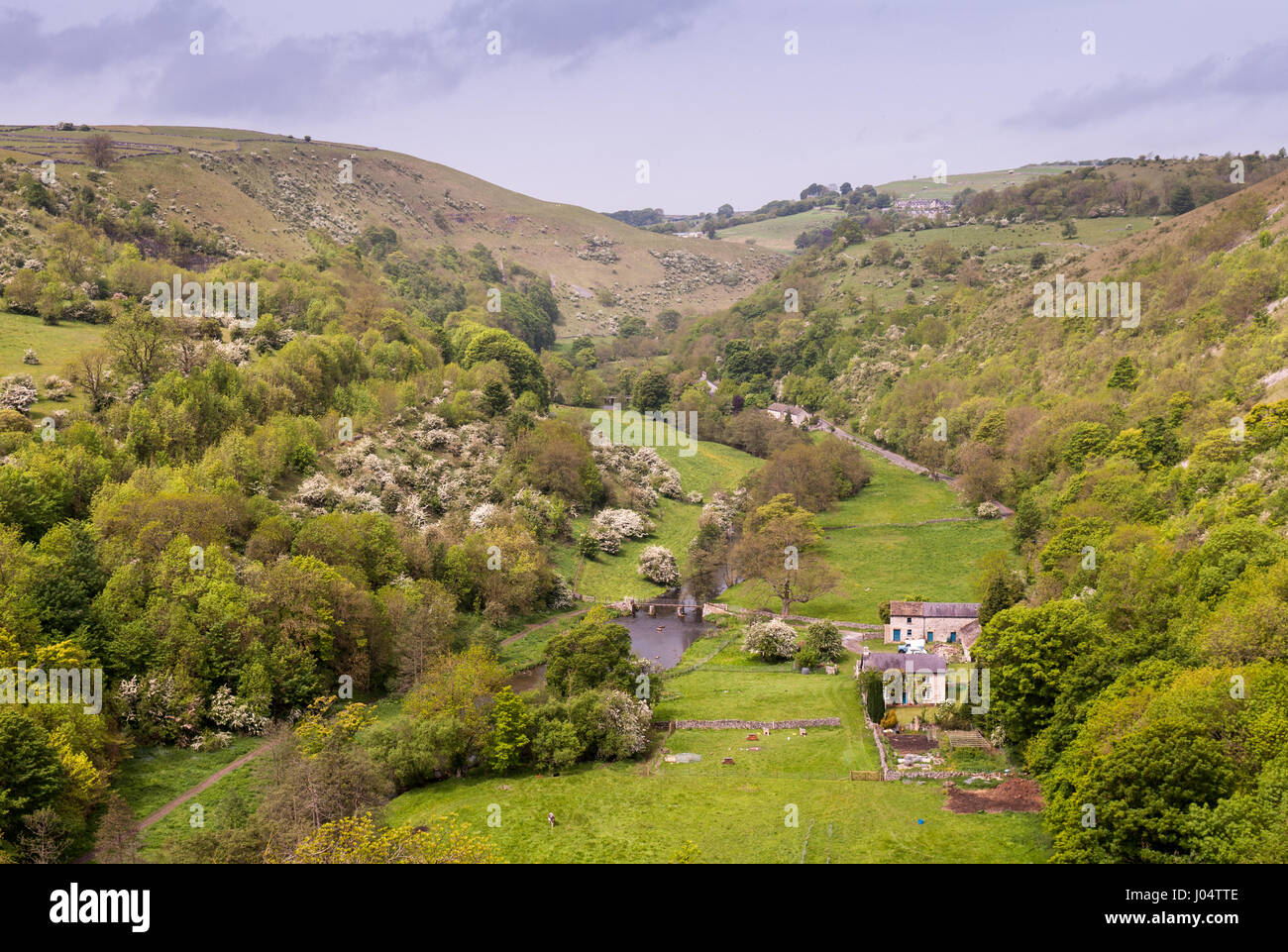 Fields and woodland in Monsal Dale valey in England's Peak District National Park. Stock Photo