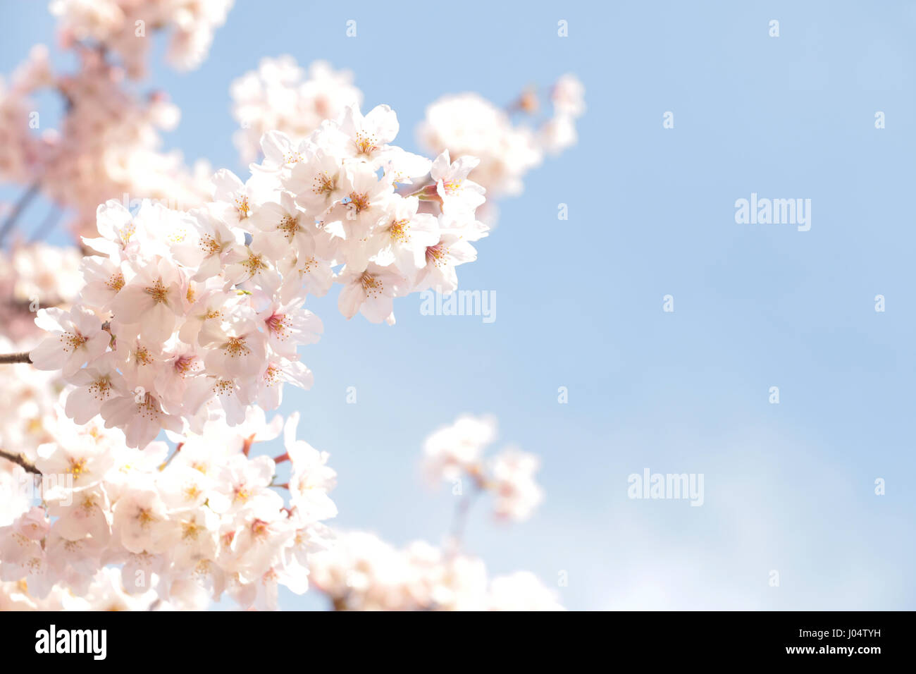 Japanese cherry blossom on blue sky Stock Photo - Alamy