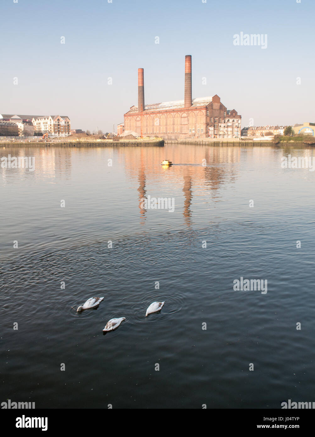 London, England, UK - March 5, 2013: Three geese swim in the River Thames at Battersea Reach in west London, with chimneys of Lots Road Power Station. Stock Photo