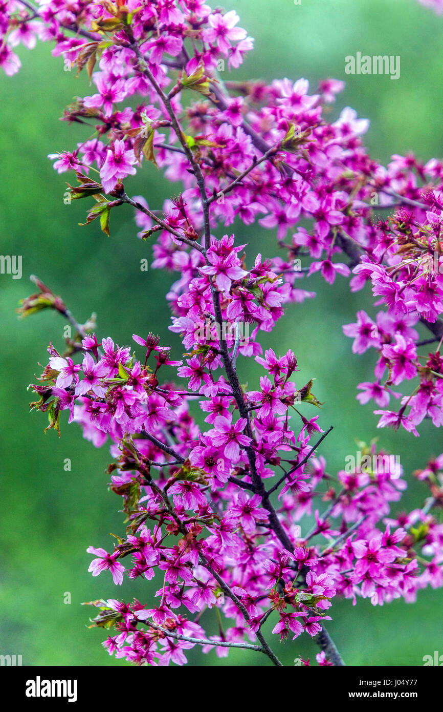 Flowering Cherry tree Prunus serrulata 'Collingwood Ingram' Stock Photo