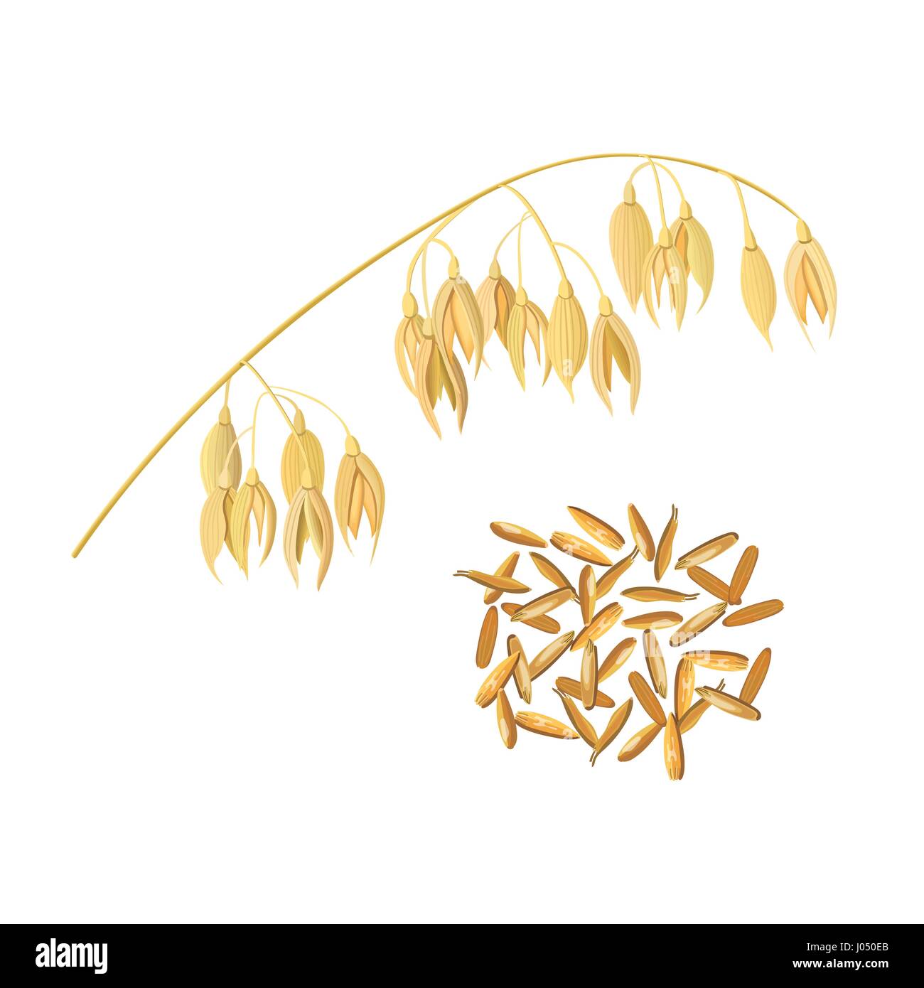 Oat ears of grain and bran isolated on white background. Golden spike. Side view. Close up. Vector illustration. For cooking, food design, cosmetics,  Stock Vector