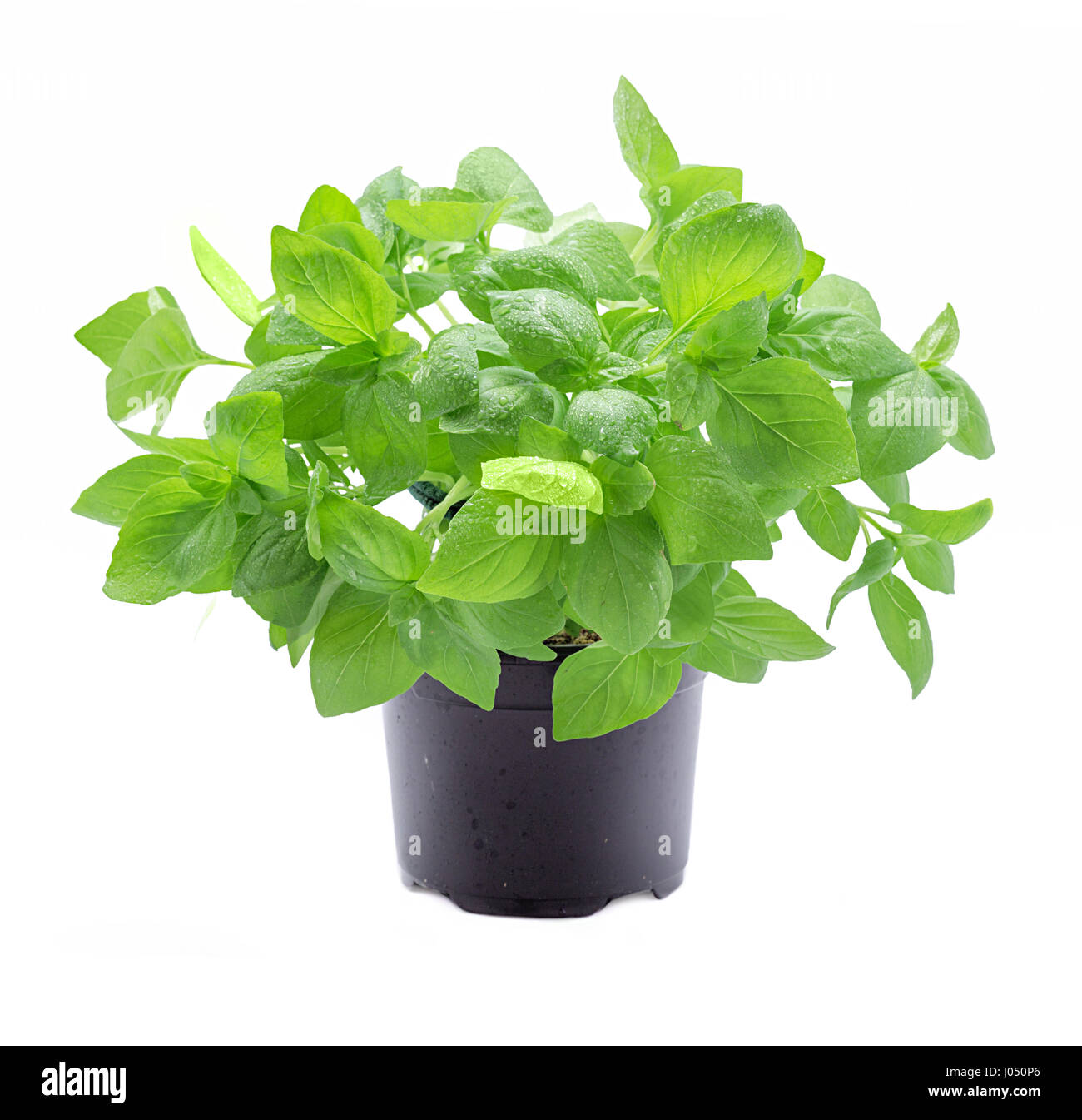 Basil plant in pot isolated on white background Stock Photo - Alamy