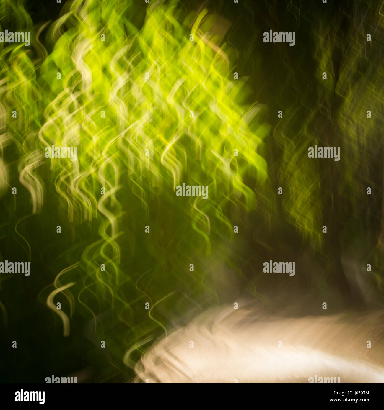 Intentional camera movement of a tree leaves hanging. Stock Photo
