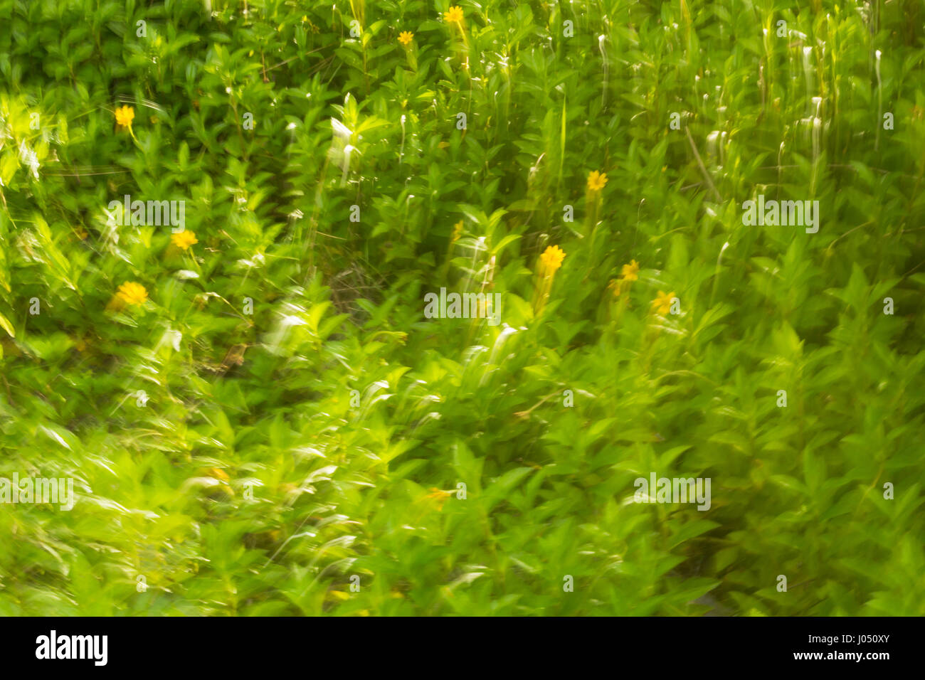 Intentional camera movement of plant leaves. Stock Photo
