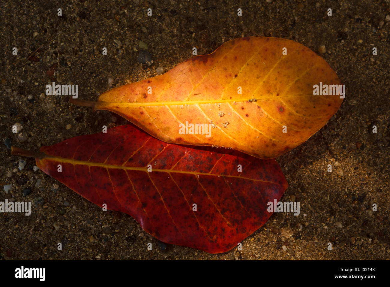 Dried leaves falling. Stock Photo