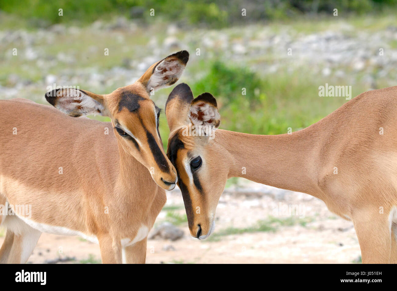 Black-faced Impala Aepyceros melampus mutual grooming sub species of Common Impala Namibia southern Africa. Stock Photo