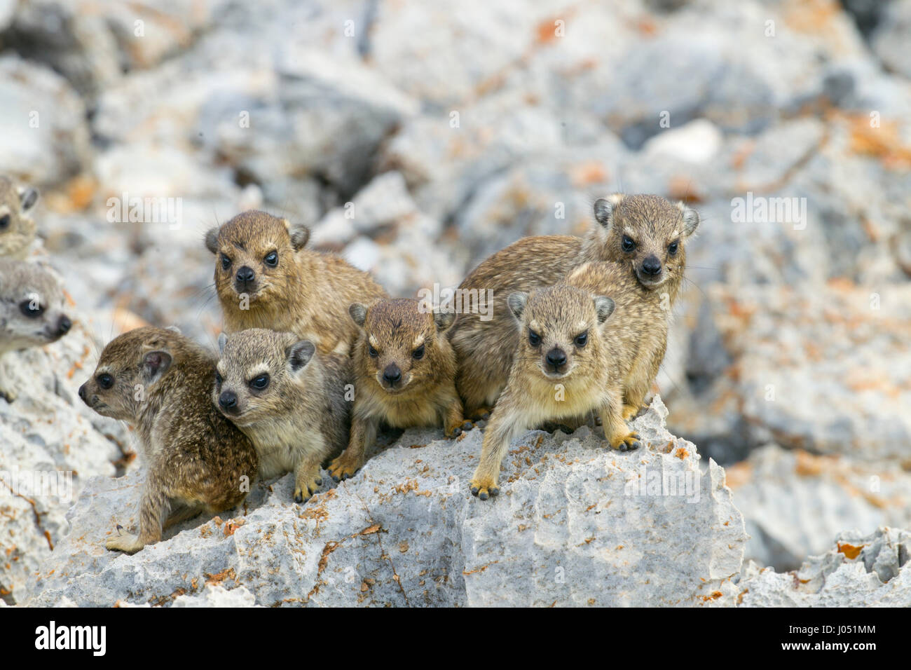 A group of young Rock hyrax Procavia capensis Namibia March Stock Photo