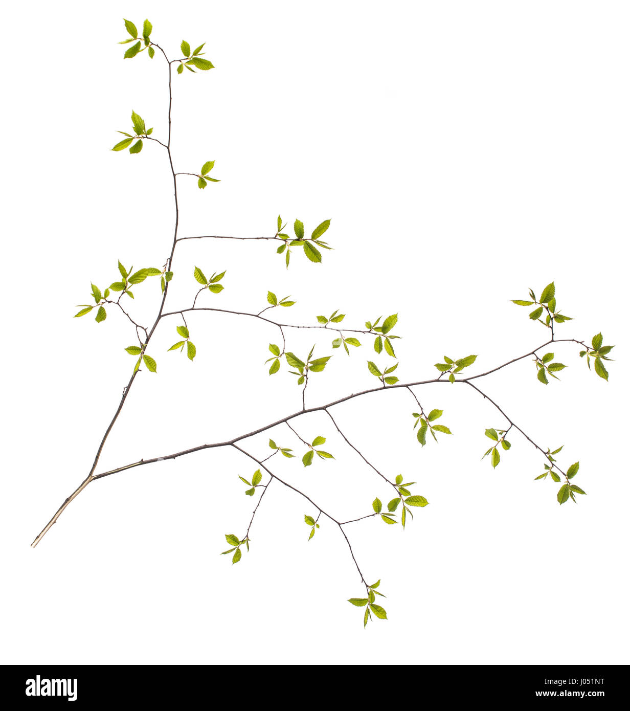 Spring branch with leaves isolated on white background Stock Photo - Alamy