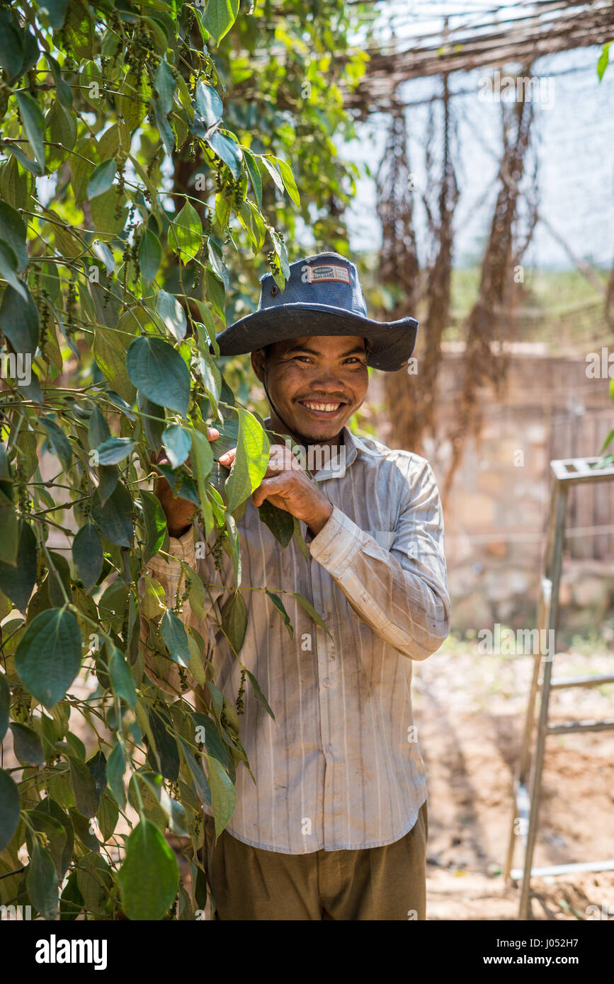 Kampot black pepper hires stock photography and images Alamy
