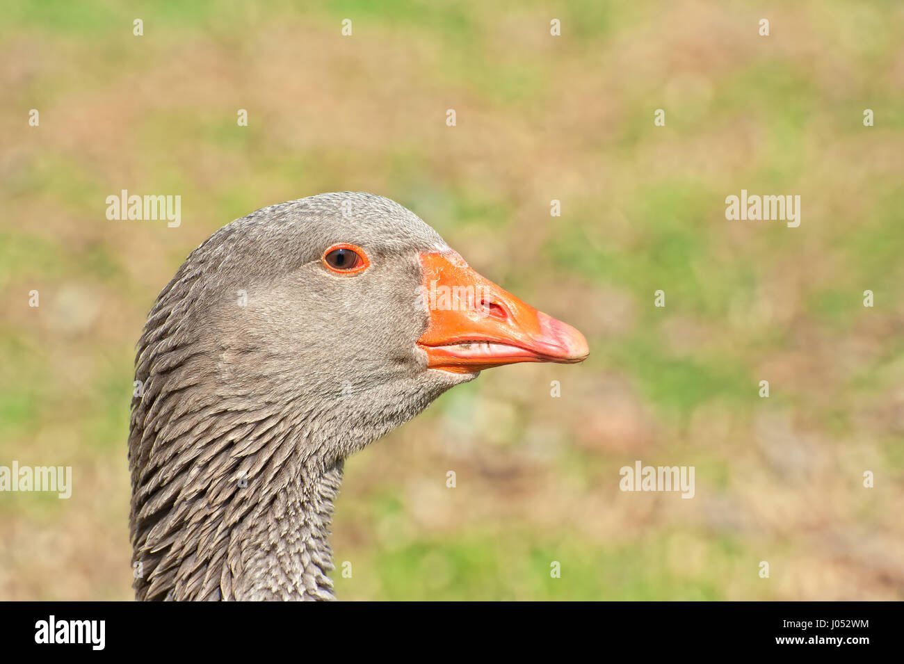 Portrait of Greylag Goose. Domestic goose. Stock Photo