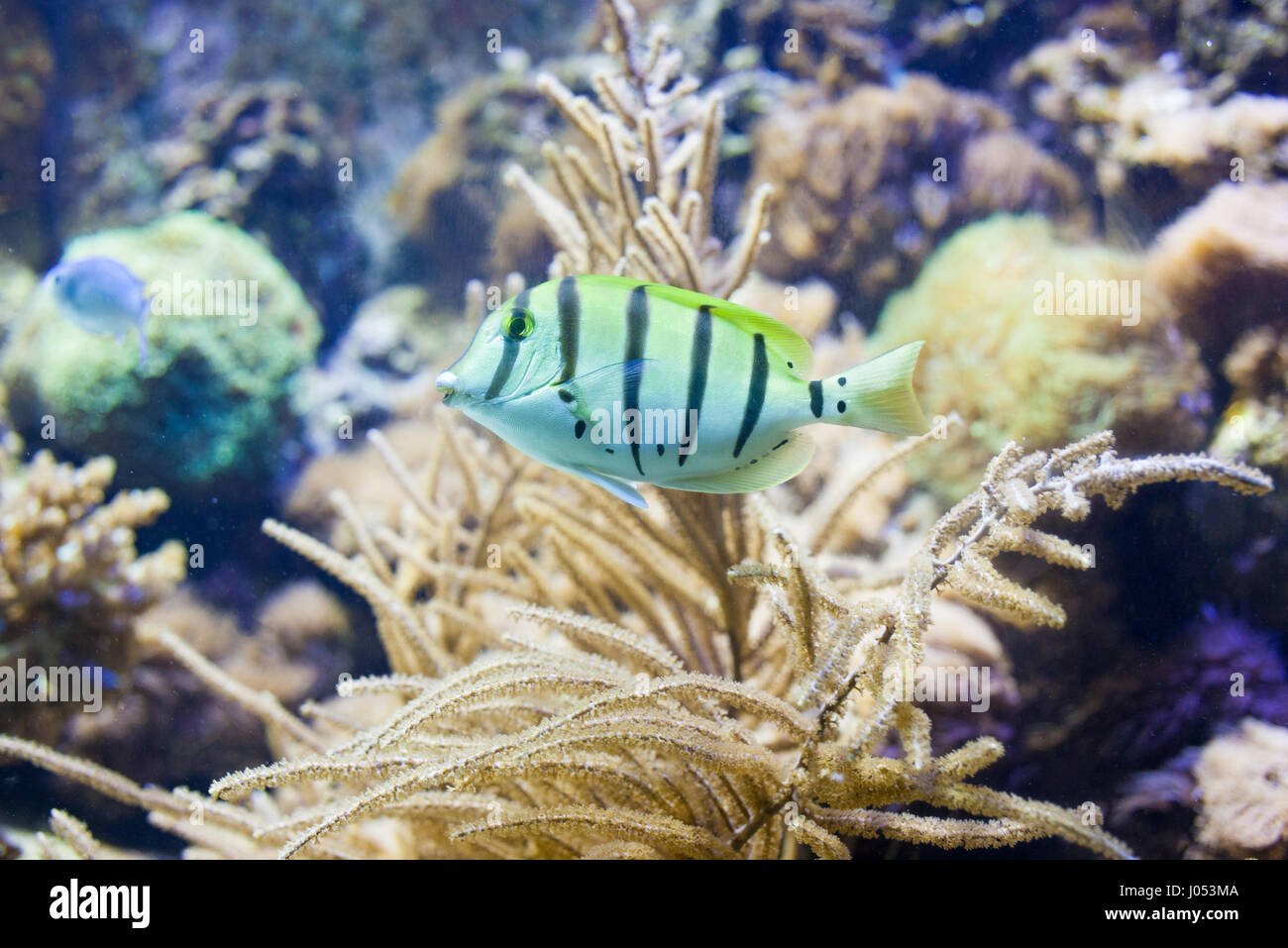 Sergeant major fish stock photo alamy