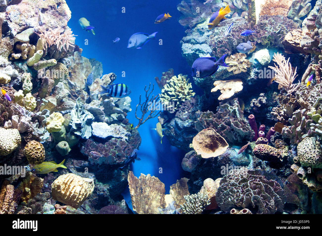 underwater world with corals and tropical fish. Stock Photo