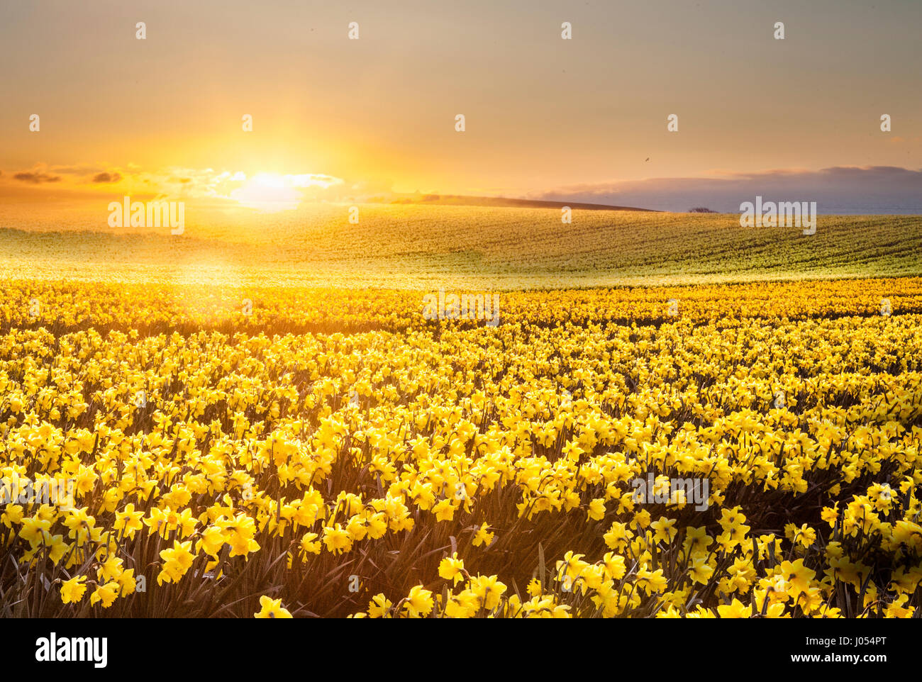 Kinneff, Aberdeenshire, UK. UK Weather. 10th April, 2017. Sunrise Stock