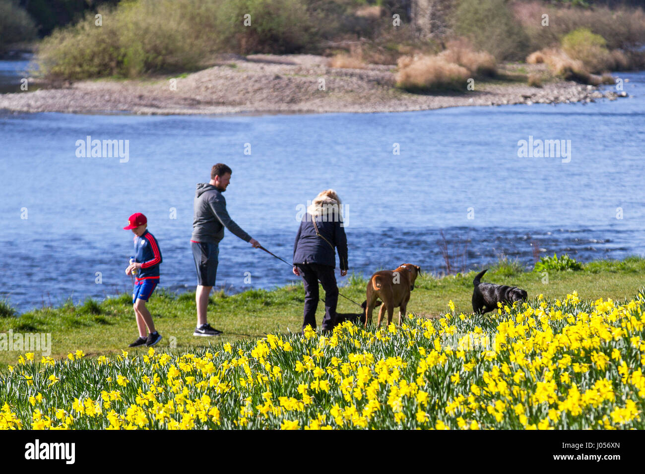 April Sunshine and spring daffodils at Riverside Park Aberdeen, as locals take advantage of good weather beside the River . Aberdeen City Council has overseen the creation of the 0.7 miles stretch of the daffodil lined cycling-walking route along the north bank of the River Dee, between the King George VI Bridge and the Bridge of Dee, Stock Photo