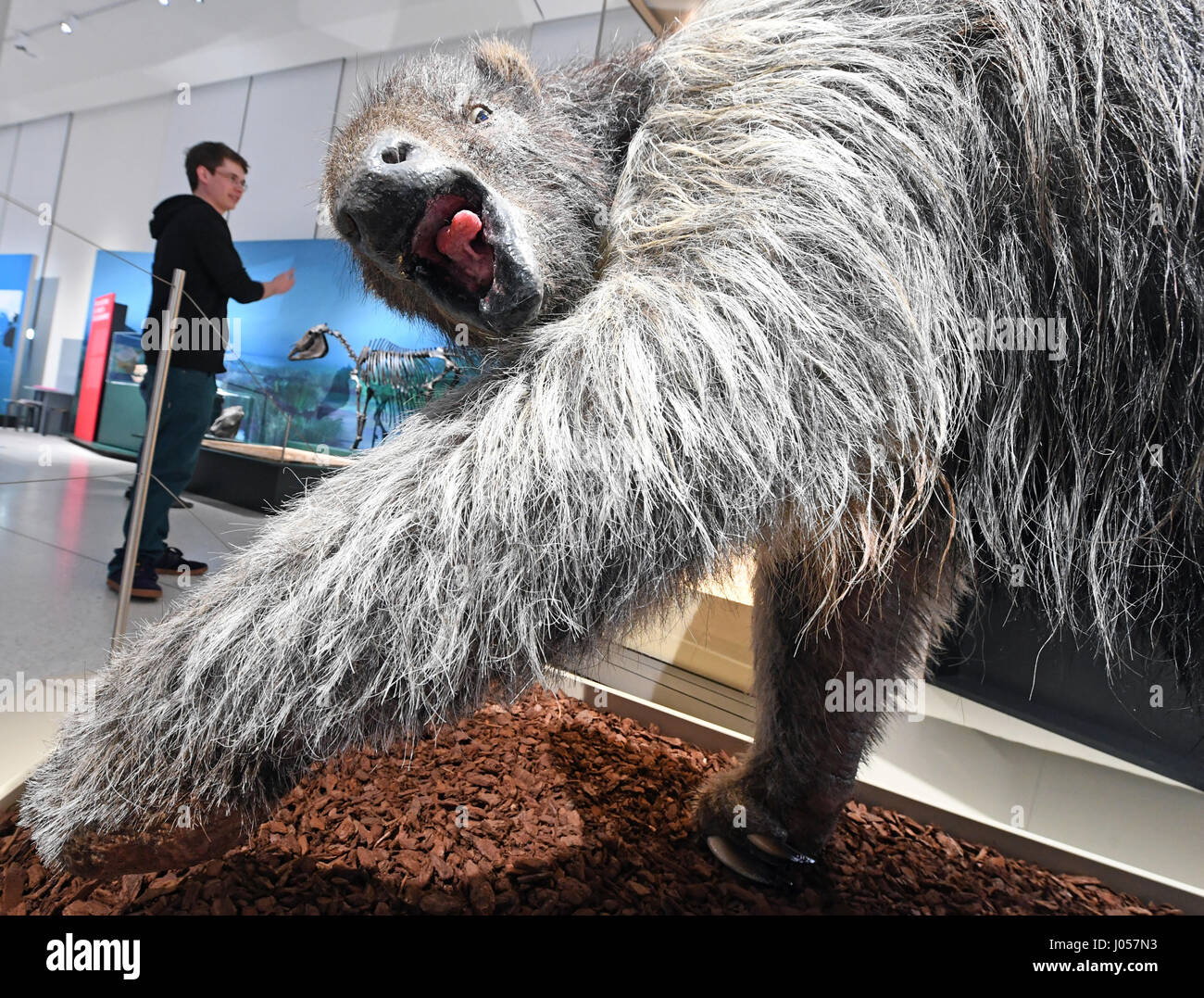 Shasta ground sloth hi-res stock photography and images - Alamy