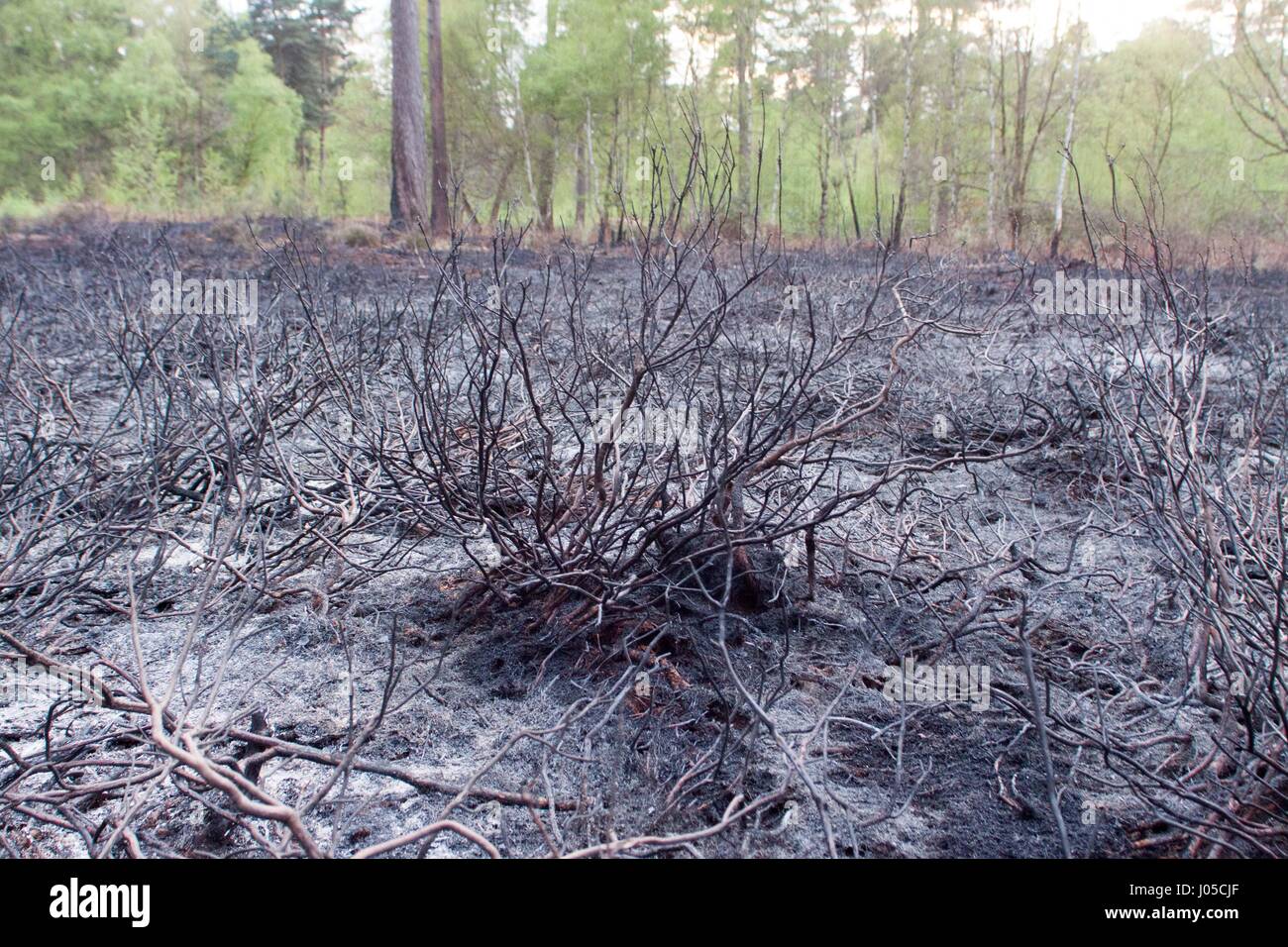 Ascot, UK. 10th Apr, 2017. The site of a heathland fire at Englemere Pond. 30 firefighters brought the fire under control in 2 hours. Credit: Andrew Spiers/Alamy Live News Stock Photo