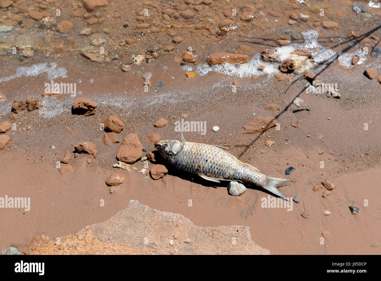 Lake Mead, Nevada, USA. 12th June, 2013. A dead carp lies along the shoreline at Stewarts Point in the Lake Mead National Recreation Area June 12, 2013, near Overton, Nevada. Authorities are warning people to avoid the Overton Arm section of Lake Mead after park officials found dead carp and a mysterious foam there. The foam appeared to be coming from the mouth of the Virgin River and stretched about eight miles down to Echo Bay. Credit: David Becker/ZUMA Wire/Alamy Live News Stock Photo