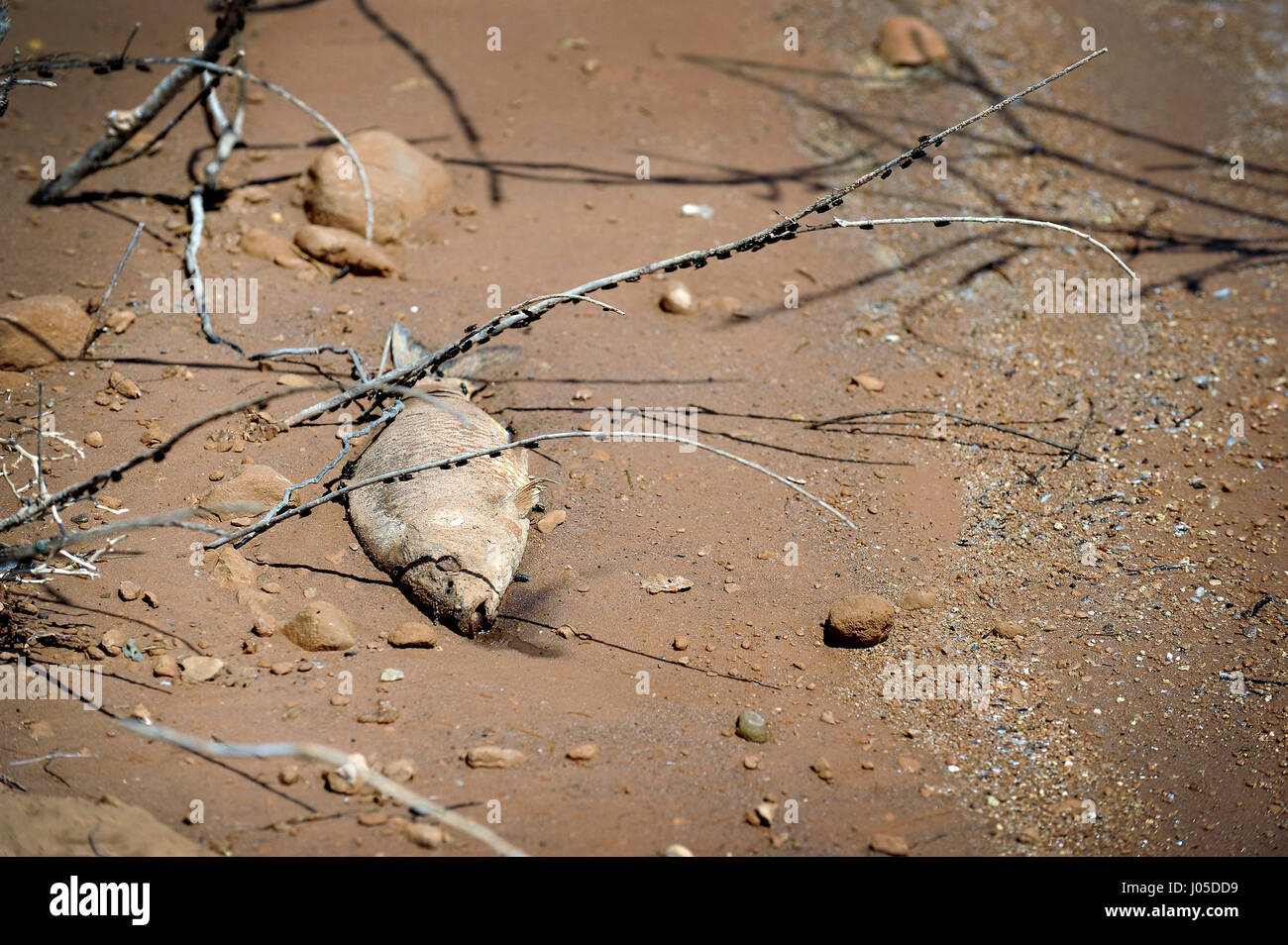 Lake Mead, Nevada, USA. 12th June, 2013. A dead carp lies along the shoreline at Stewarts Point in the Lake Mead National Recreation Area June 12, 2013, near Overton, Nevada. Authorities are warning people to avoid the Overton Arm section of Lake Mead after park officials found dead carp and a mysterious foam there. The foam appeared to be coming from the mouth of the Virgin River and stretched about eight miles down to Echo Bay. Credit: David Becker/ZUMA Wire/Alamy Live News Stock Photo