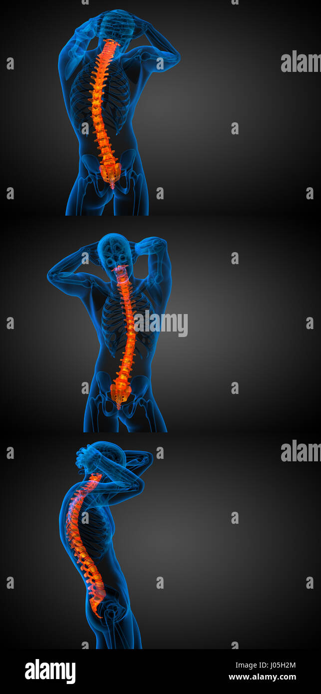 3d rendering medical illustration of the human spine Stock Photo - Alamy
