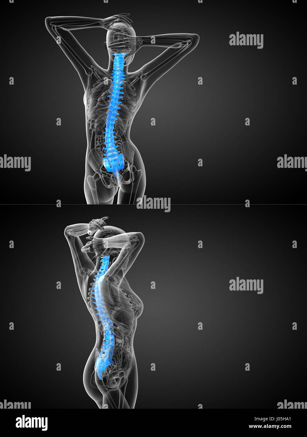 3d rendering medical illustration of the human spine Stock Photo - Alamy