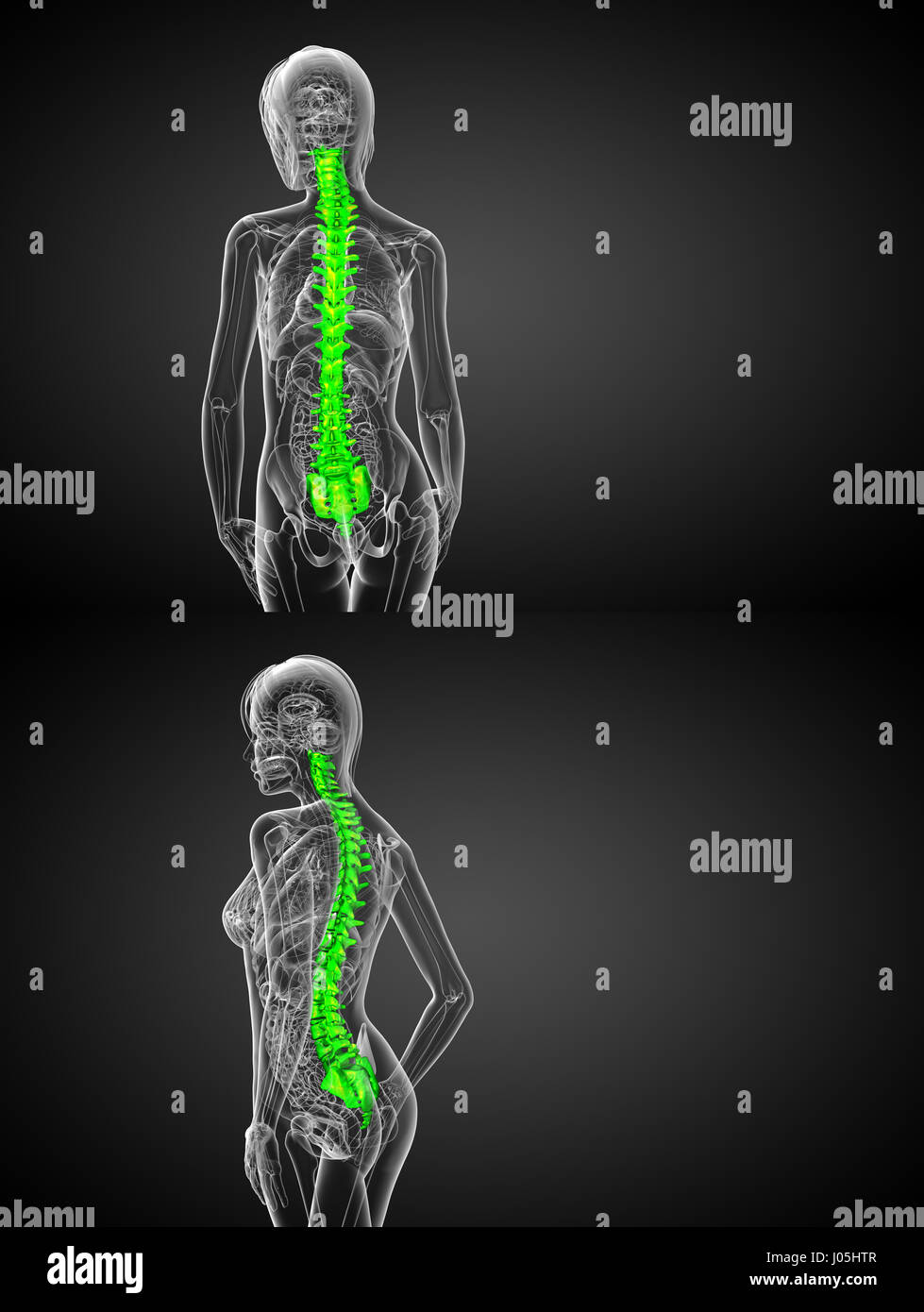 3d rendering medical illustration of the human spine Stock Photo - Alamy