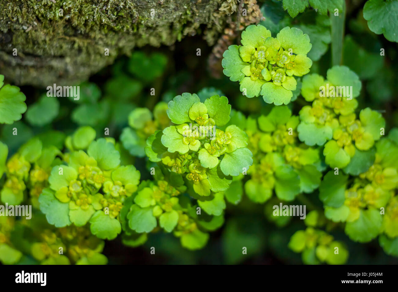 green spring forest plant top view Stock Photo