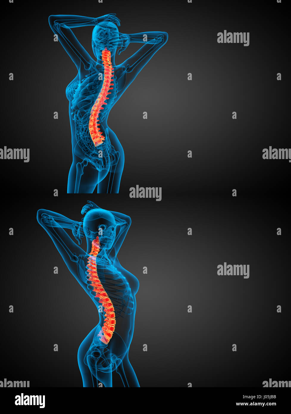 3d rendering medical illustration of the human spine Stock Photo - Alamy