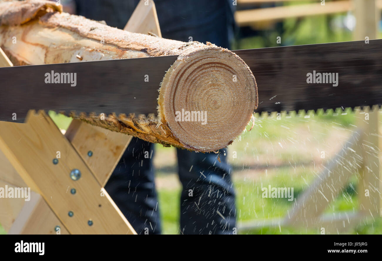 2 man cut  a tree with a saw - Sawdust is flying around. Selective focus Stock Photo